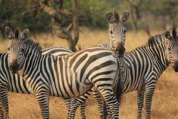 Zebra Lake Mburo Nationalpark Uganda - obrazy, fototapety, plakaty