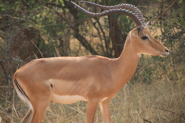 Impala Lake Mburo Nationalpark Uganda