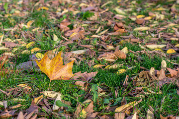 Fallen Autumn Leaves on Grass in the Park