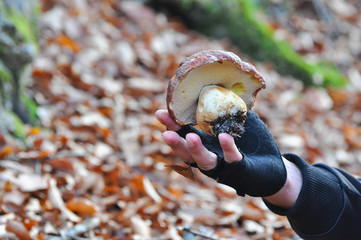 Man hand is picking mushroom in forest. Picking strong mushroom boletus (lat. Boletus pinophilus)