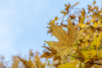 Golden Autumn Leaves in the Forest