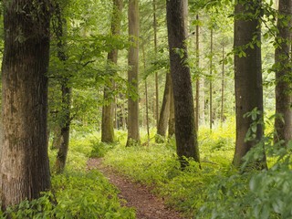 Idyllischer Weg zwischen Bäumen und Waldluft