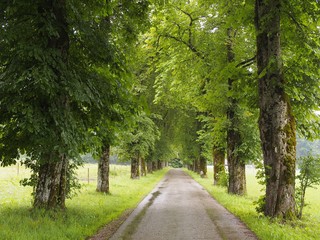 Idyllische Kastanienallee säumt ländliche Straße © Glaser