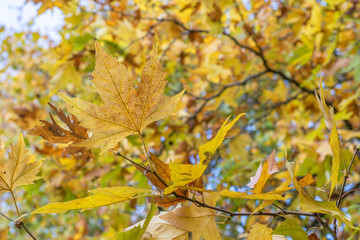 Golden Autumn Leaves in the Forest
