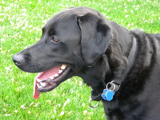 Lab