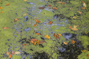Background group autumn brown leaves with mossy lake. Outdoor background