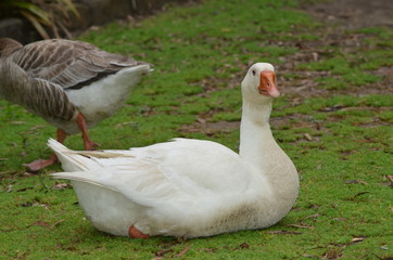 Swan