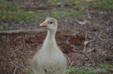 Swan