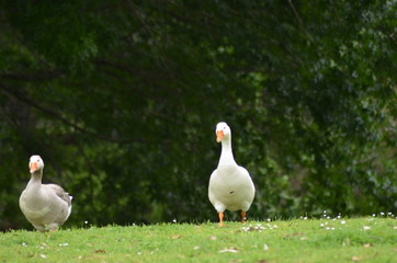 Swan