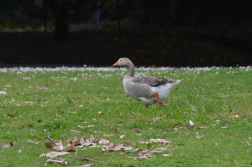 Swan