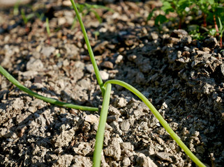 Young onion plant in the natural organic vegetable garden