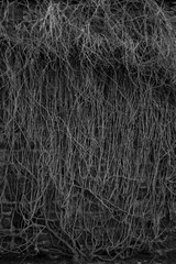 Black and White Branches