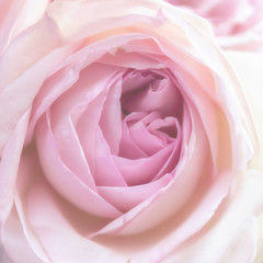 Fototapeta na wymiar Pink rose close-up