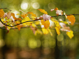 branches of a beech in sunlight against blurred background