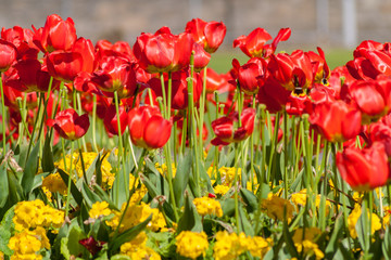Fototapeta premium Summer Flowers