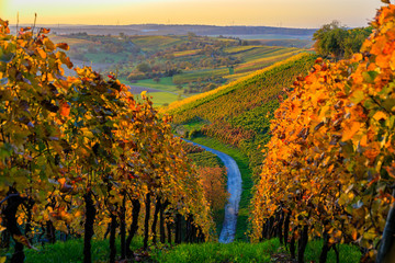 Der Weg durch bunte Weinberge