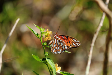 Fototapeta na wymiar Butterfly on a Plant 