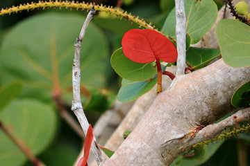 Beautiful Plant Life, Branches, and Red Leaves 