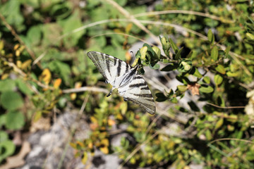 Papillon des montagnes