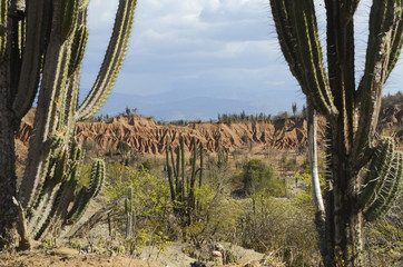 Cactus desert. Colombia, South America