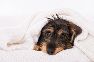 Rauhhaardackel mit Kuscheldecke