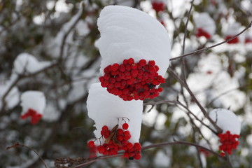 snow caps on the branches of mountain ash red berry white snow