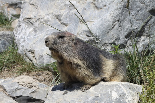 Marmotte des Hautes-Alpes