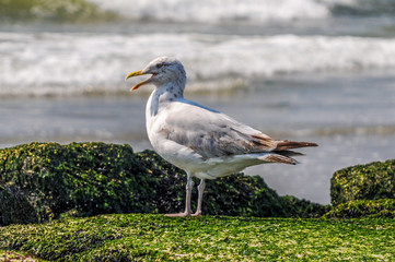 Sea gull standing on the rocks