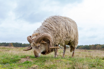 A Drents heather sheep grazes on the Blaricummer heath on a cloudy day.