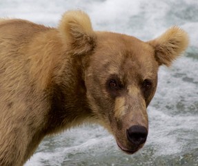 Braunbär Alaska