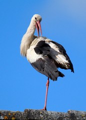 Storch Mecklenburg-Vorpommern