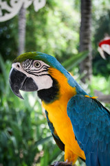 Portrait eines Papagais, Ara