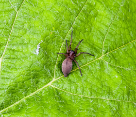 Mizgir. Spider tarantula. Araneomorphic spider.