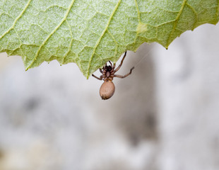 Mizgir. Spider tarantula. Araneomorphic spider.