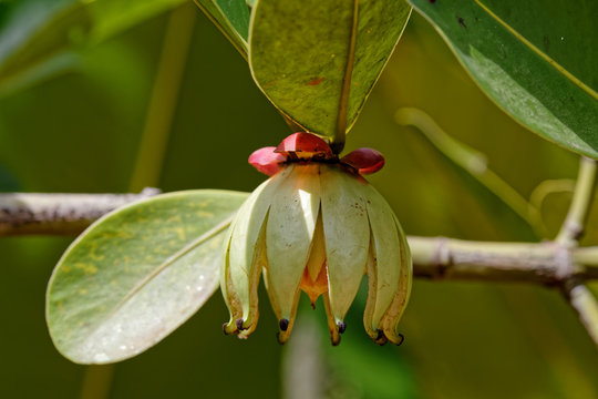 Fruit rare, le clusia palmicida sur une sentier sauvage de la forêt en Guyane française