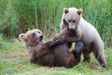 Braunbären-Mama balgt mit Jungtier