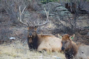 colorado elk