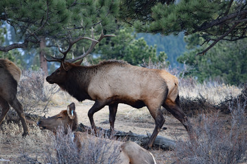 Colorado Elk