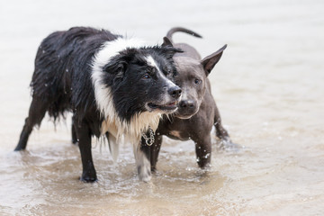 a Portrait of a Border Collie dog