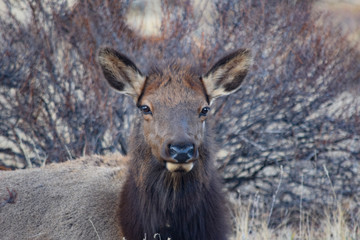 Colorado Elk