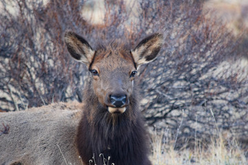 Colorado Elk