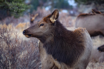 Colorado Elk