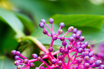 The berry-bearing raceme of Medinilla speciosa, common name Showy Asian Grapes,  perennial epiphytic plant in the genus Medinilla