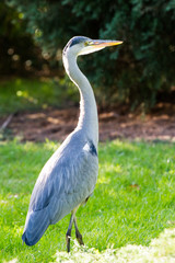 Grey Heron