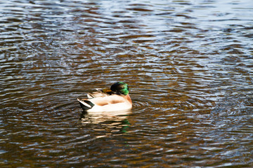 Close-up of duck floating on pond in autumn light