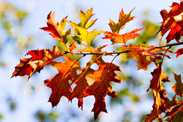 Autumn leaves in different hues of green, red and orange