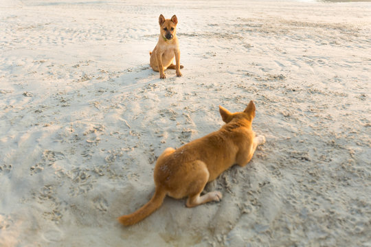 Friendly dogs on Koh Larn
