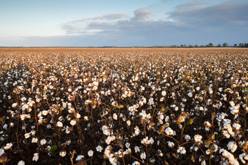 cotton field