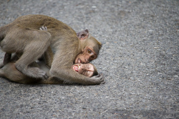 Obraz premium 可愛いサル