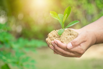 plant grows on soil and hands of men.